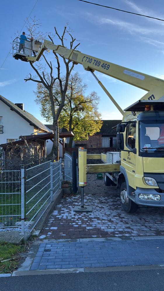 Podnośnik 26m przy wycince drzewa